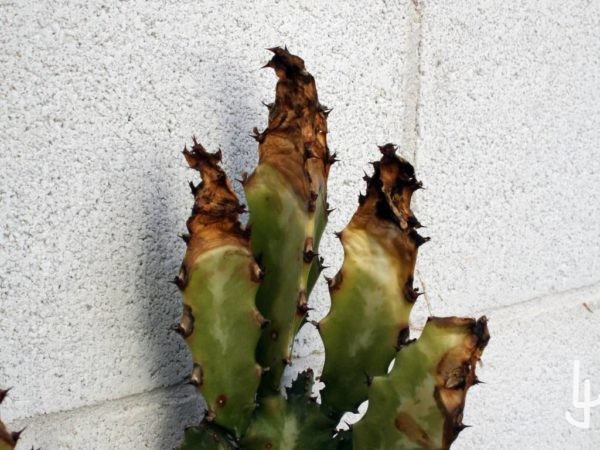 Euphorbia con daños por frío.