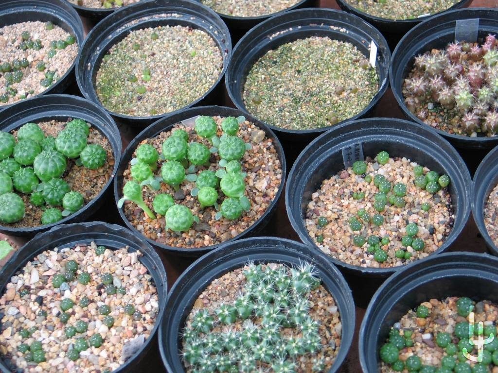 Varios semilleros en diferente estado de crecimeinto.