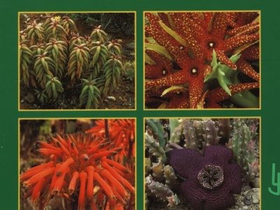 Portada libro Succulents, The illustrated Dictionary II. Por Maurizio Sajeva y Mariangela Costanzo
