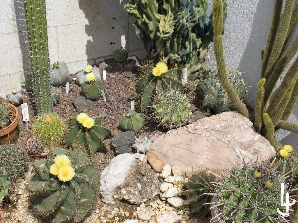 Jardín de cactus de mi casa.