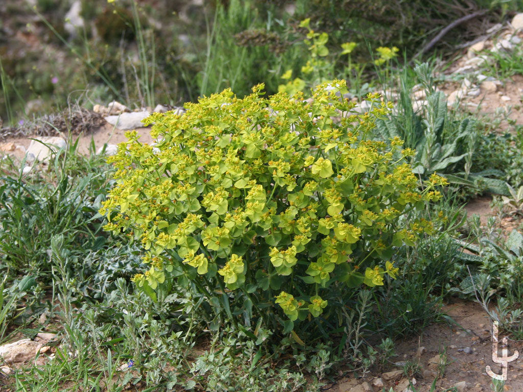 Lechetreznas silvestres, un amplio grupo de Euphorbias.