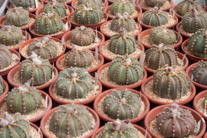 Cactus en macetas redondas.