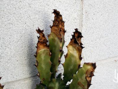 Euphorbia con graves quemaduras por frío en las zonas de crecimiento reciente.